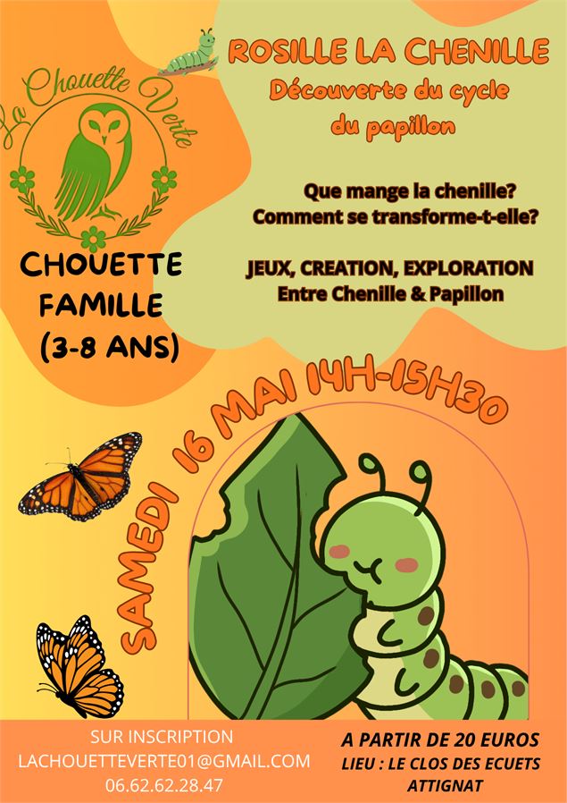 a la découverte du papillon - la chouette verte