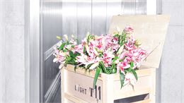 visuel Ivanov - Federal Studio