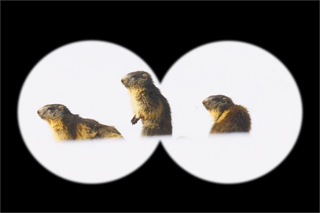 Découvrez les Marmottes de Courchevel - Yann Couillard - 2024