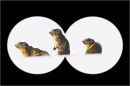 Découvrez les Marmottes de Courchevel - Yann Couillard - 2024