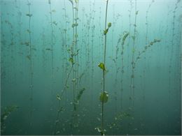 Herbiers sous-lacustres : les secrets des plantes du Léman - Association pour la sauvegarde du Léman