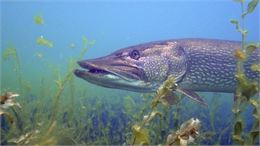 Explore Demain - Poissons du lac et pêche durable - Christian Solterer