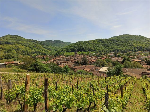 les vignes autour du village de Vaux-en-Bugey au printemps - Ketty Tranchina / Plaine de l'Ain Touri