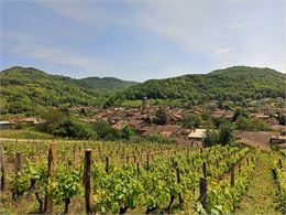 les vignes autour du village de Vaux-en-Bugey au printemps - Ketty Tranchina / Plaine de l'Ain Touri