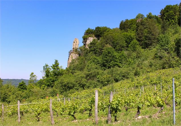 les vignes de St Sorlin en Bugey en été - Marilou Perino / Pérouges Bugey Tourisme