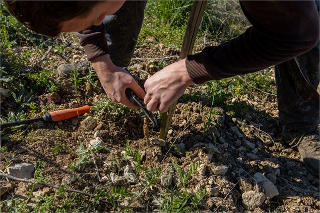 Démonstration pendant les ateliers rencontre les sens de la vigne - Vincent Maistre Bazin / Plaine d