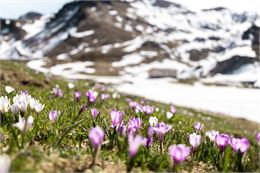 Montagne enneigé en fond et étendu de fleurs au premier plan - @Samoens