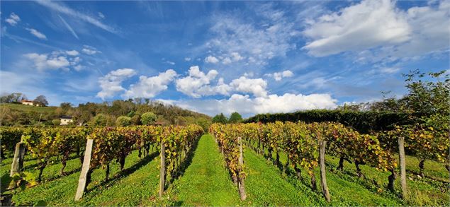 Vignes du Cellier de Joudin - Le Cellier de Joudin Demeure Pinet