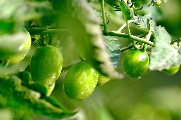 Marché aux plants à Bugey Côté Fermes_Belley - Pixabay
