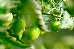 Marché aux plants à Bugey Côté Fermes_Belley - Pixabay