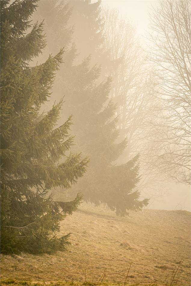Lumières d'alpages : un printemps et un été à Combloux - Exposition de Caroline Gallien-Lavorel_Comb
