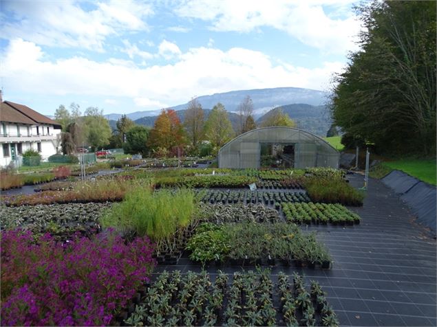 Pépinière - Flos Sabaudiae