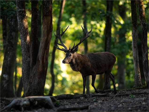 Sur les traces du cerf dans les bois de Versoix - istock
