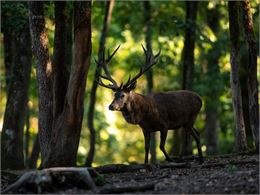 Sur les traces du cerf dans les bois de Versoix - istock