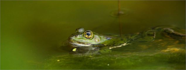Fête de la nature au Marais de Lavours : Activité balade en bord de mare_Ceyzérieu - Maison du Marai