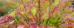 Fête de la nature au Marais de Lavours : Activité "incroyables plantes carnivores"_Ceyzérieu - Maiso