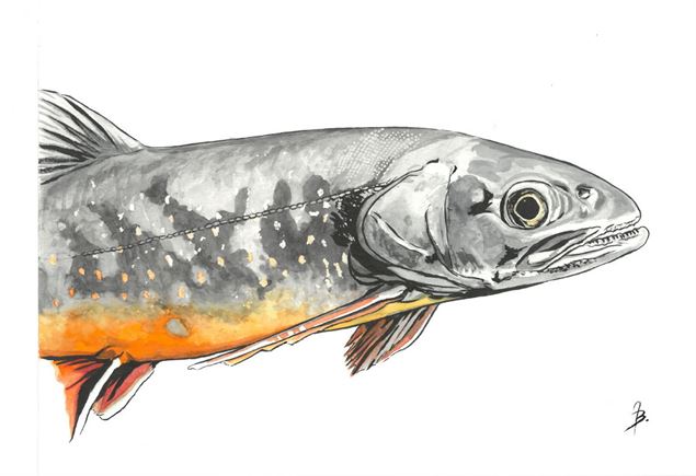 Rencontres aquatiques, à la découverte des poissons du Léman - Animation famille - Jérôme Bosset