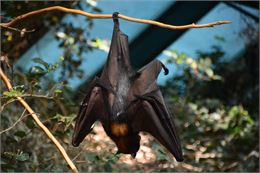 Chauve souris - Pixabay