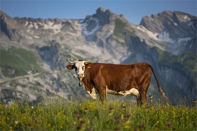vache dans un pré avec la chaine des aravis en fond - Tilby Vattard