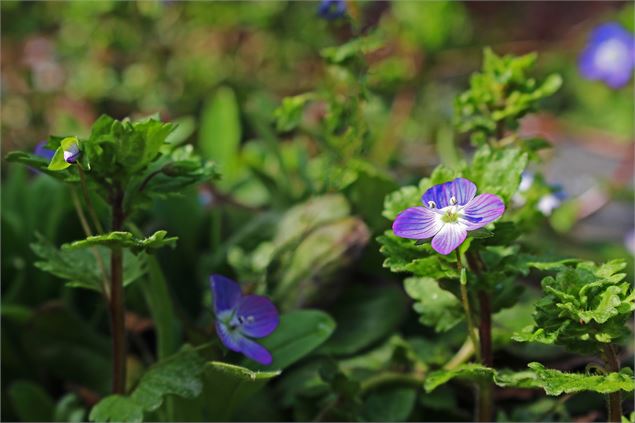 illustration - KRiemer Pixabay