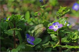 illustration - KRiemer Pixabay