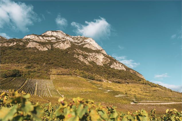 Si le Coeur vous en dit...balade accompagnée et goûter dans les vignes de Montmélian_Montmélian - Al