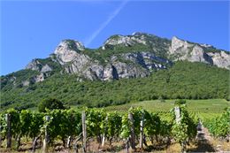 Si le Coeur vous en dit...balade accompagnée et goûter dans les vignes de Montmélian_Montmélian - Mu