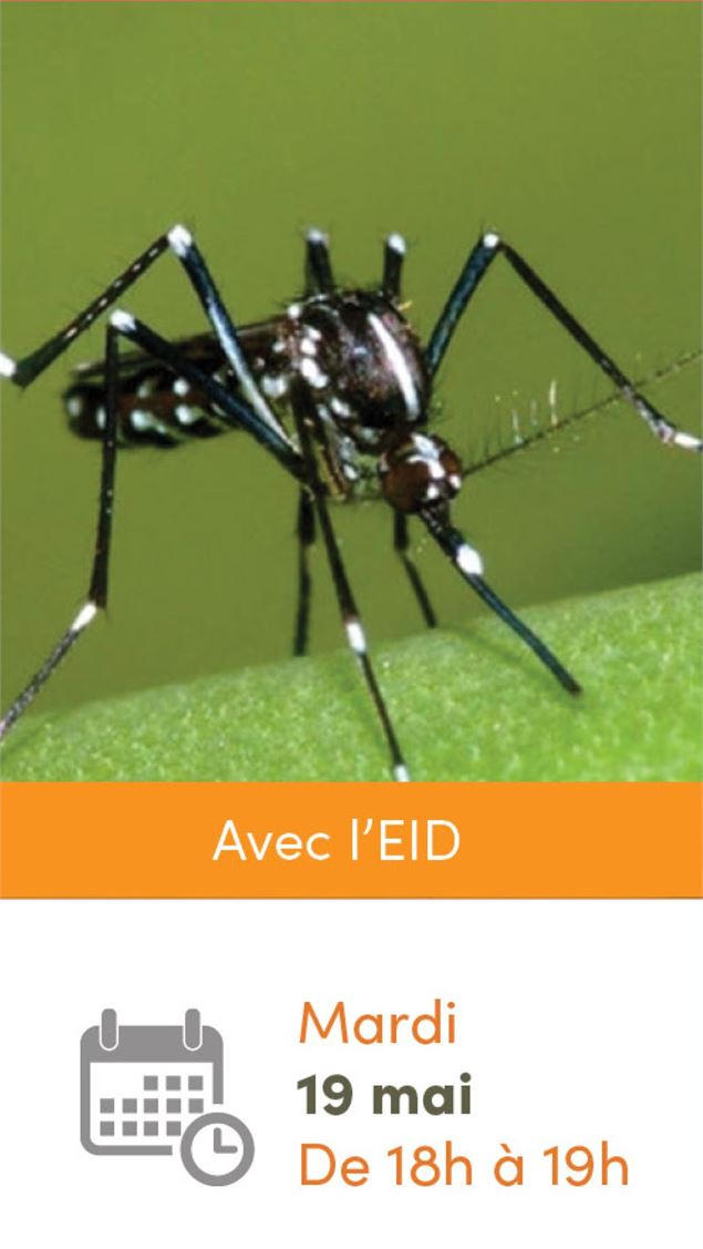 Astuces pour lutter contre le moustique-tigre [GRATUIT]_Montluel - 3CM