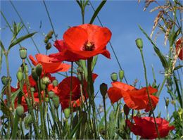 Fête de la nature - Pixabay