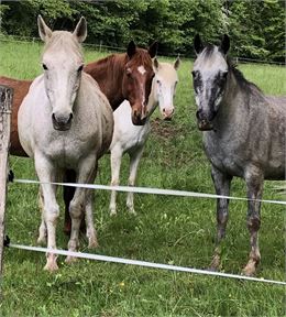 Troupeau: Chevaux au pré  - Murielle Jacquet