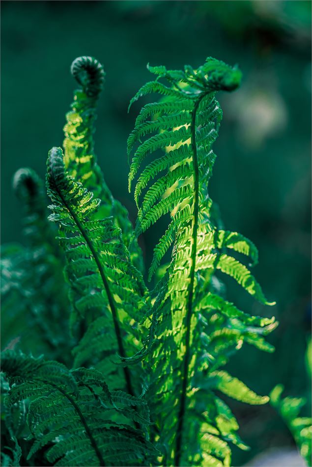 Plantes - Freepik, Unsplash