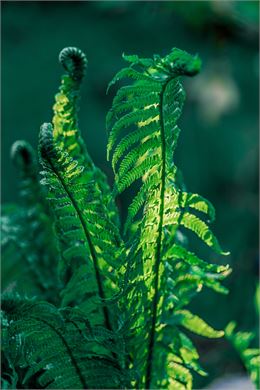 Plantes - Freepik, Unsplash