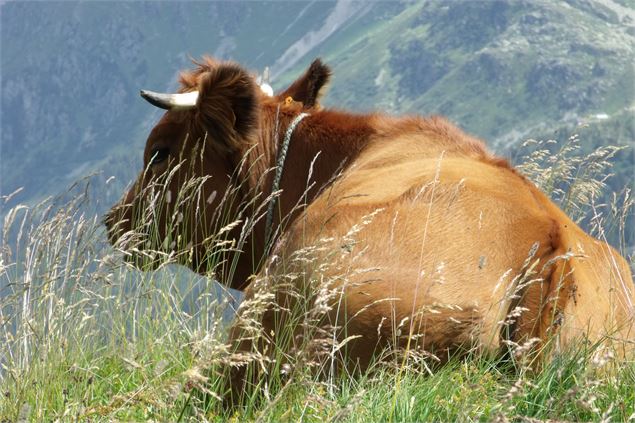 Projection animée : Terres du ciel, cueilleurs d'alpages et Raclette Kirghize_La Léchère - Vache © D