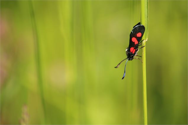 Conférence buissonnière : la biodiversité, pour quoi faire ? Plantes, insectes et écosystèmes - C.MA