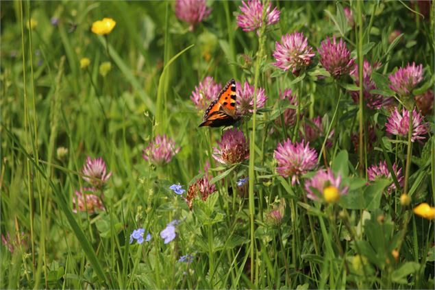 Sortie nature : 