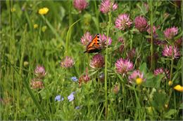Sortie nature : "Découvre les plantes pollinisatrices" - C. MAILLOTTE