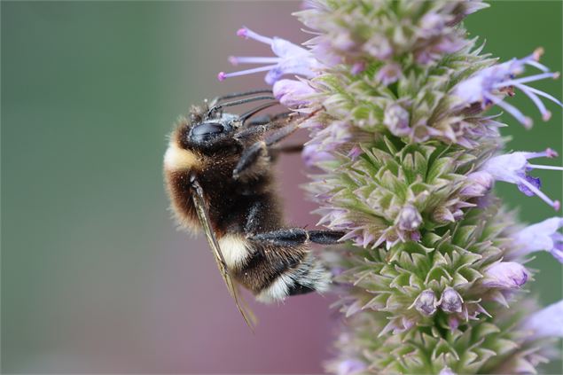 Animation pédagogique : Les insectes pollinisateurs font le buzz ! - Pixabay