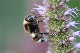 Animation pédagogique : Les insectes pollinisateurs font le buzz ! - Pixabay