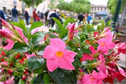 Foire aux plantes