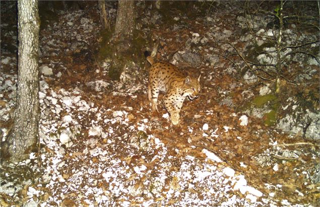 Ciné-débat : « Chasseurs - Proies - Lynx » - Conservatoire des Espaces Naturels de Savoie