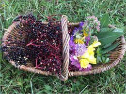 Matinée découverte et cuisine de plantes sauvages