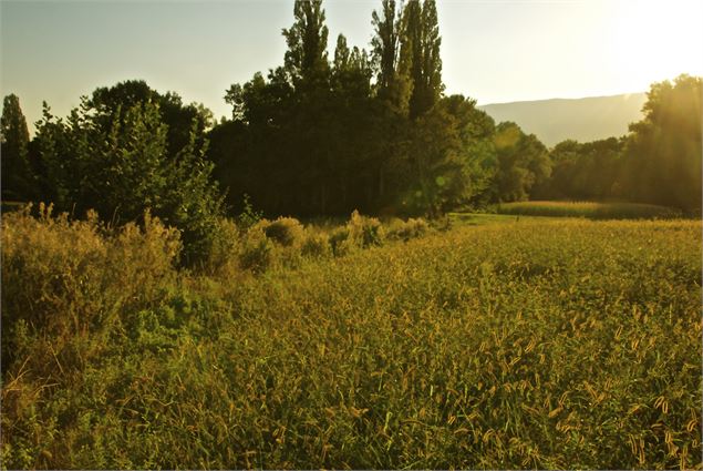 Conférence - Le mystérieux langage des plantes - Grand Lac