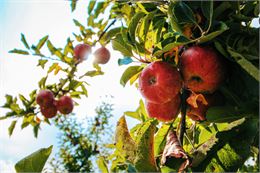 De belles pommes rouges