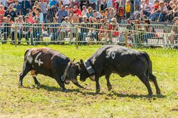 Combat des Reines_Les Contamines-Montjoie