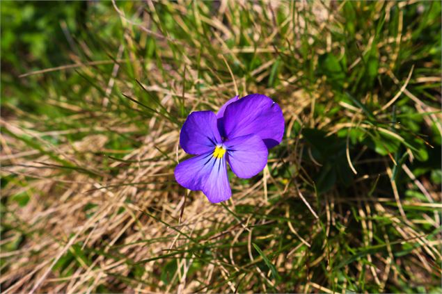 Flore, col du Petit Saint-Bernard