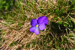 Flore, col du Petit Saint-Bernard