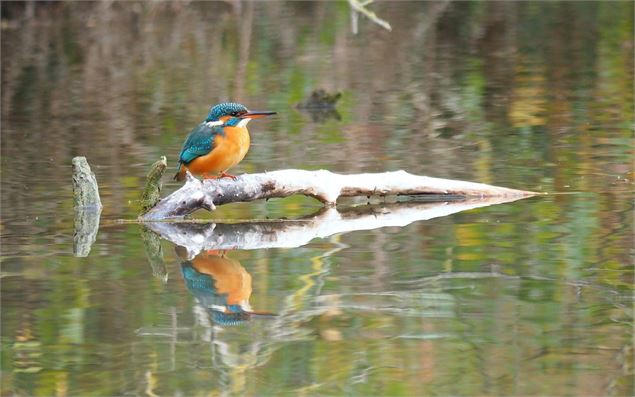 Atelier 4-7 ans au Marais de Lavours : Le martin-pêcheur, la flèche bleue_Ceyzérieu - gayulo