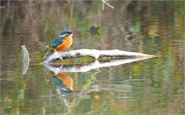 Atelier 4-7 ans au Marais de Lavours : Le martin-pêcheur, la flèche bleue_Ceyzérieu - gayulo