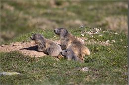 Animation "La Tribu des Marmottes"_Peisey-Nancroix - Aymeric Masset - PNV