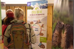 Exposition "La Tribu des Marmottes"_Peisey-Nancroix - Stéphane Mélé - PNV